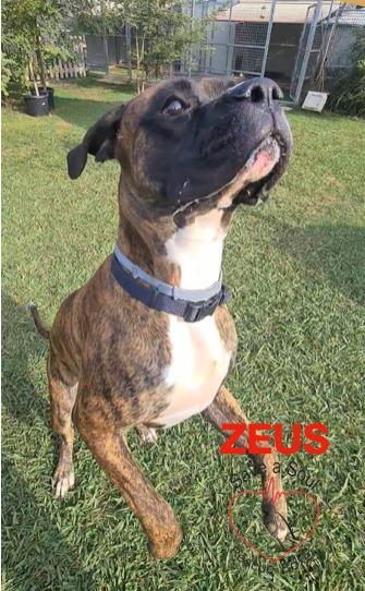 zeus boxer puro di 3 anni in adozione Foto 3